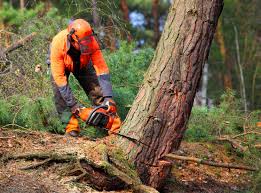 How Our Tree Care Process Works  in  Cockeysville, MD