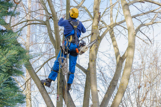 Best Fruit Tree Pruning  in Cockeysville, MD